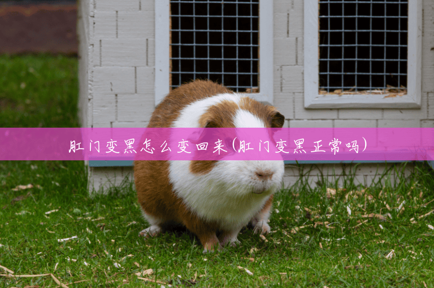肛门变黑怎么变回来(肛门变黑正常吗) 肛门变黑怎么变回来(肛门变黑正常吗)