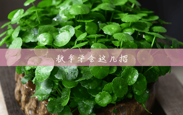 秋季学会这几招 秋季学会这几招
