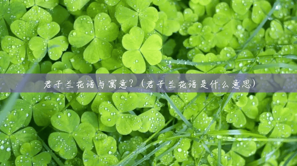君子兰花语与寓意？(君子兰花语是什么意思)