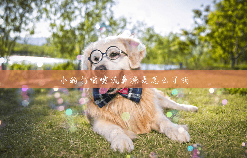 小狗打喷嚏流鼻涕是怎么了吗 小狗打喷嚏流鼻涕是怎么了吗