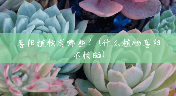 喜阳植物有哪些?(什么植物喜阳不怕晒) 喜阳植物有哪些?(什么植物喜阳不怕晒)