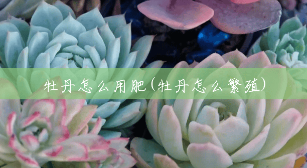 牡丹怎么用肥(牡丹怎么繁殖) 牡丹怎么用肥(牡丹怎么繁殖)
