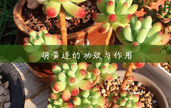 胡黄连的功效与作用 胡黄连的功效与作用