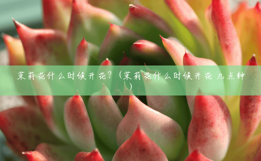 茉莉花什么时候开花？(茉莉花什么时候开花 几点钟)