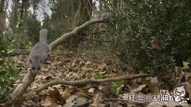 电影地球四季哪时候上映?地球四季是一部什(地球的一年四季) 电影地球四季哪时候上映?地球四季是一部什(地球的一年四季)