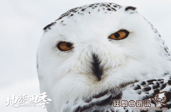 电影地球四季哪时候上映?地球四季是一部什(地球的一年四季) 电影地球四季哪时候上映?地球四季是一部什(地球的一年四季)