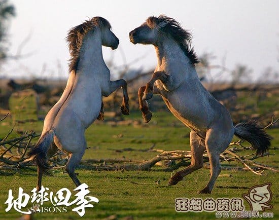 电影地球四季哪时候上映?地球四季是一部什(地球的一年四季) 电影地球四季哪时候上映?地球四季是一部什(地球的一年四季)