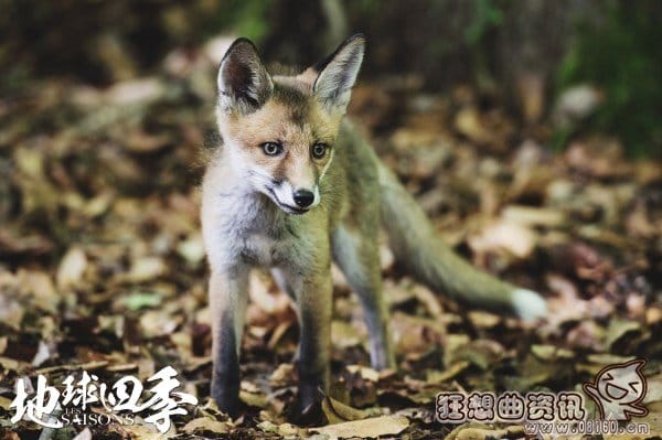 电影地球四季哪时候上映?地球四季是一部什(地球的一年四季) 电影地球四季哪时候上映?地球四季是一部什(地球的一年四季)