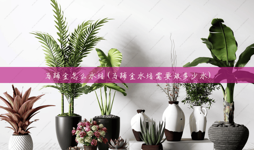 马蹄金怎么水培(马蹄金水培需要放多少水) 马蹄金怎么水培(马蹄金水培需要放多少水)