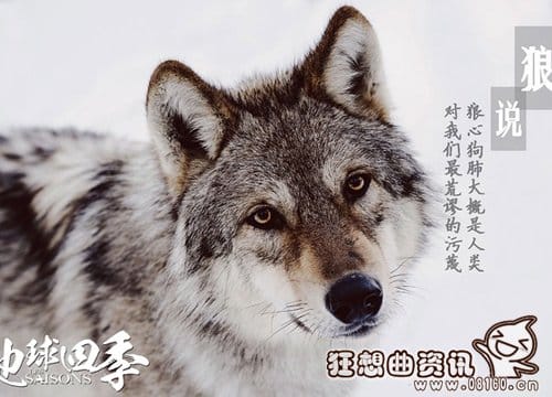 电影地球四季哪时候上映?地球四季是一部什(地球的一年四季) 电影地球四季哪时候上映?地球四季是一部什(地球的一年四季)