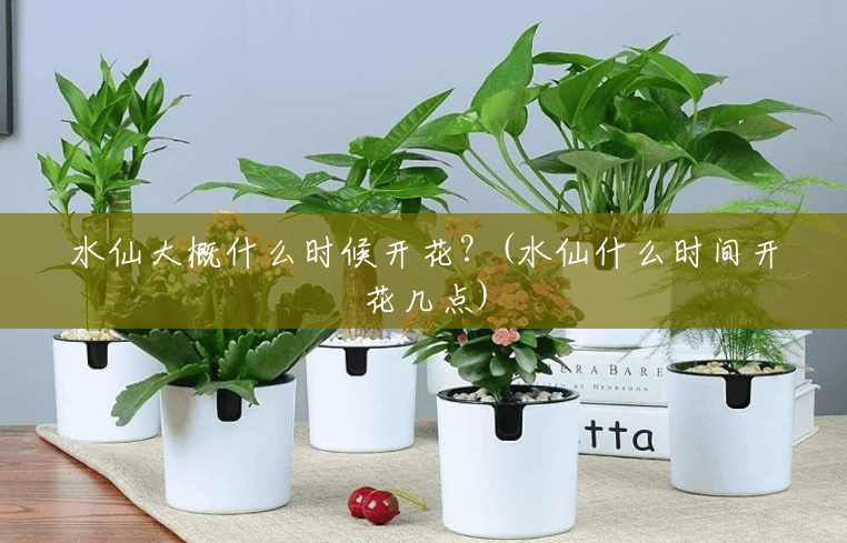 水仙大概什么时候开花?(水仙什么时间开花几点) 水仙大概什么时候开花?(水仙什么时间开花几点)