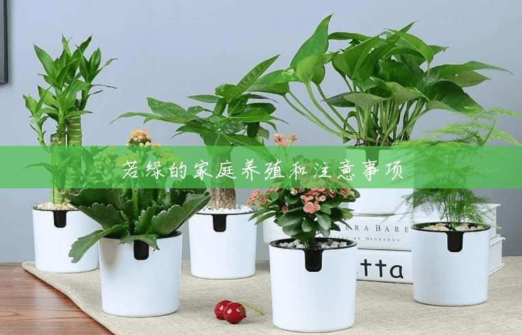 若绿的家庭养殖和注意事项 若绿的家庭养殖和注意事项