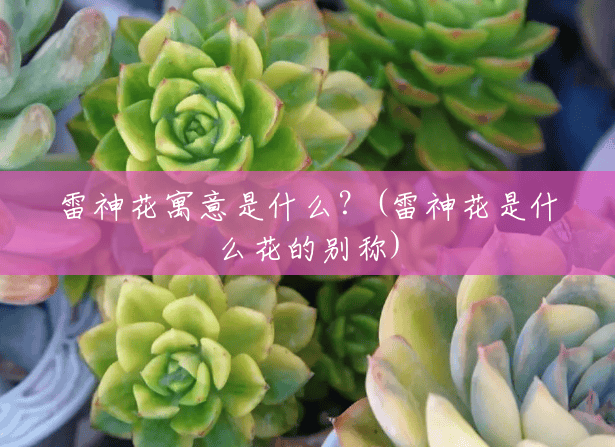 雷神花寓意是什么？(雷神花是什么花的别称)
