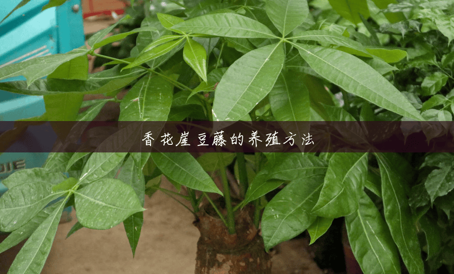 香花崖豆藤的养殖方法 香花崖豆藤的养殖方法
