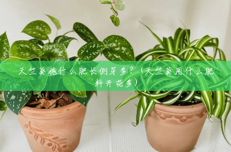 天竺葵施什么肥长侧芽多?(天竺葵用什么肥料开花多) 天竺葵施什么肥长侧芽多?(天竺葵用什么肥料开花多)