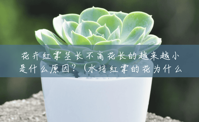 花卉红掌茎长不高花长的越来越小是什么原因?(水培红掌的花为什么这么小啊) 花卉红掌茎长不高花长的越来越小是什么原因?(水培红掌的花为什么这么小啊)