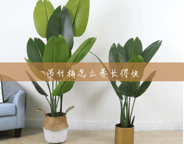 吊竹梅怎么养长得快 吊竹梅怎么养长得快