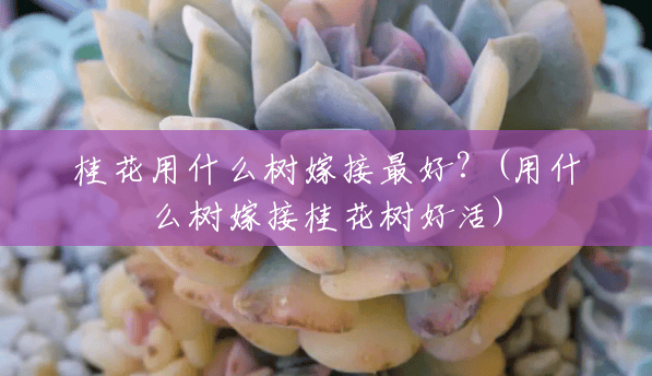 桂花用什么树嫁接最好?(用什么树嫁接桂花树好活) 桂花用什么树嫁接最好?(用什么树嫁接桂花树好活)