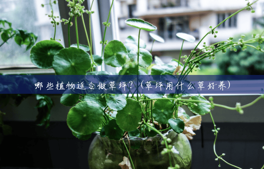 哪些植物适合做草坪?(草坪用什么草好养) 哪些植物适合做草坪?(草坪用什么草好养)