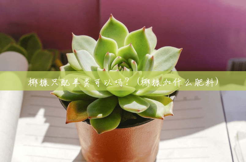椰糠只配羊粪可以吗？(椰糠加什么肥料)