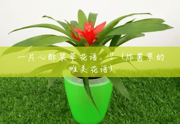 一片心酢浆草花语。?(炸酱草的唯美花语) 一片心酢浆草花语。?(炸酱草的唯美花语)