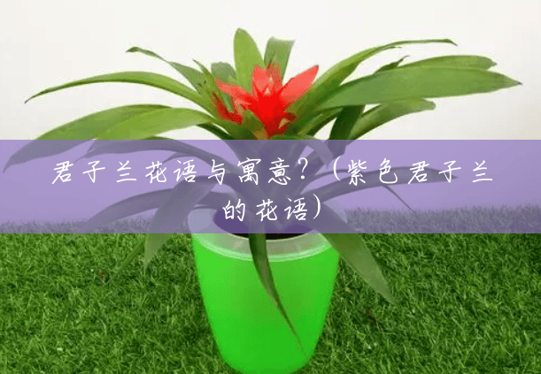 君子兰花语与寓意？(紫色君子兰的花语)