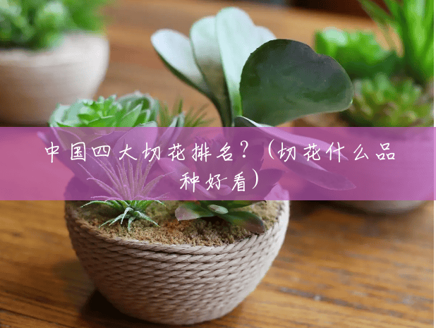 中国四大切花排名？(切花什么品种好看)