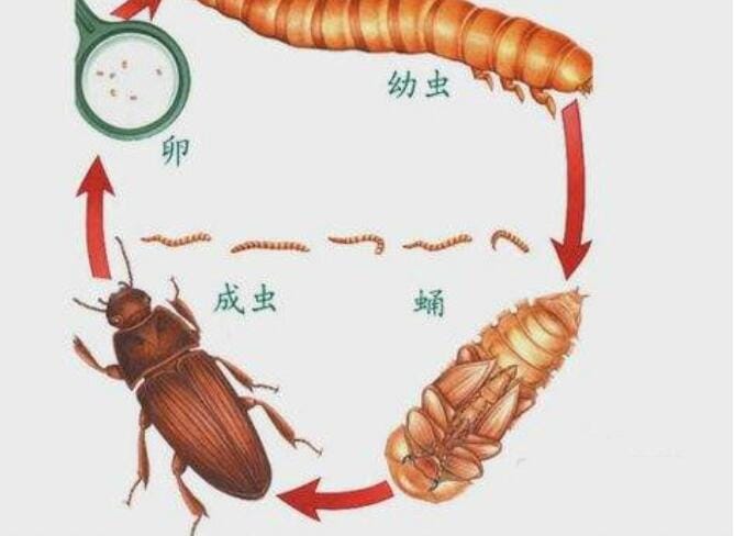 面包虫吃什么怎么养?它长大后会变成什么 本文共(1080字) 面包虫吃什么怎么养?它长大后会变成什么 本文共(1080字)