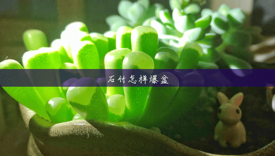 石竹怎样爆盆