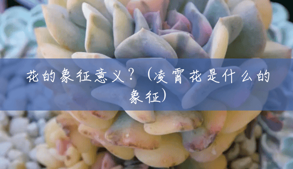 花的象征意义?(凌霄花是什么的象征) 花的象征意义?(凌霄花是什么的象征)