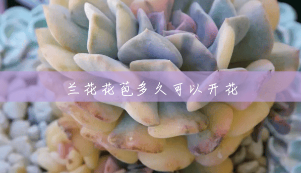 兰花花苞多久可以开花 兰花花苞多久可以开花