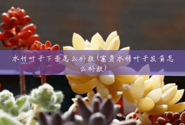 水竹叶子下垂怎么补救(富贵水竹叶子发黄怎么补救) 水竹叶子下垂怎么补救(富贵水竹叶子发黄怎么补救)