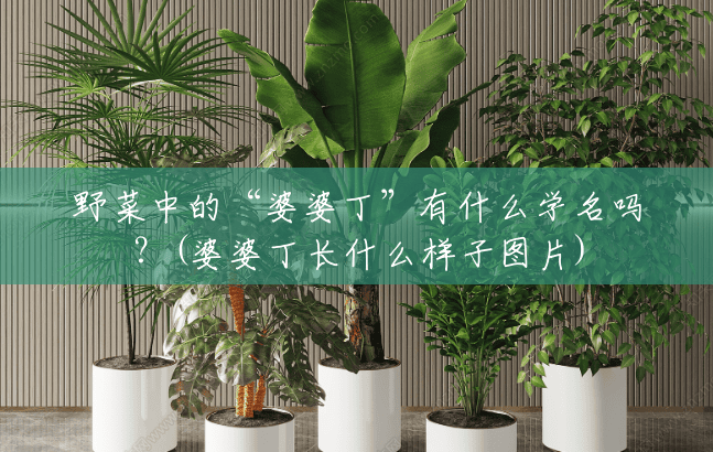 野菜中的“婆婆丁”有什么学名吗?(婆婆丁长什么样子图片) 野菜中的“婆婆丁”有什么学名吗?(婆婆丁长什么样子图片)