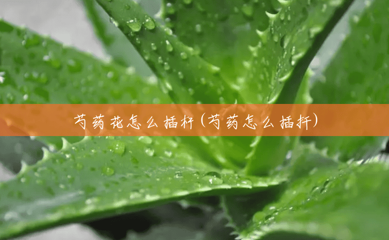 芍药花怎么插杆(芍药怎么插扦)