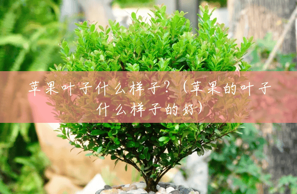 苹果叶子什么样子?(苹果的叶子什么样子的好) 苹果叶子什么样子?(苹果的叶子什么样子的好)