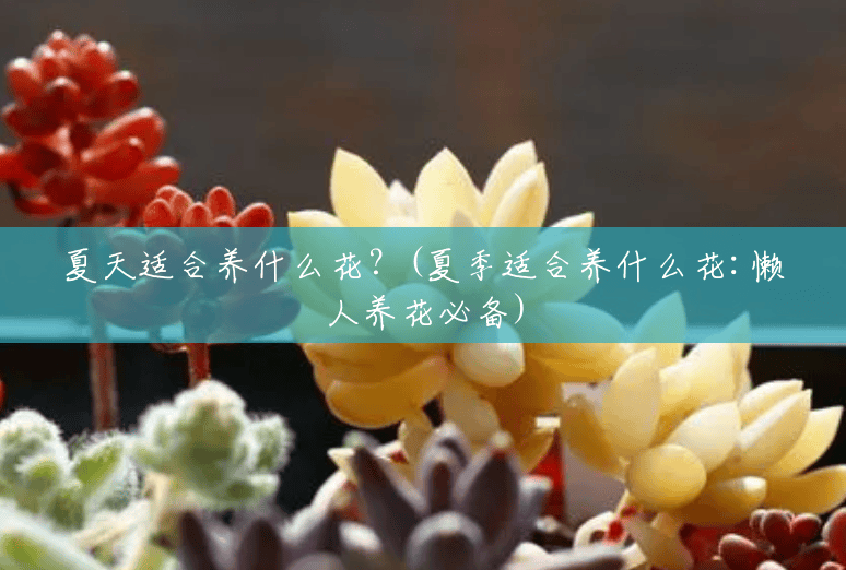 夏天适合养什么花?(夏季适合养什么花:懒人养花必备) 夏天适合养什么花?(夏季适合养什么花:懒人养花必备)