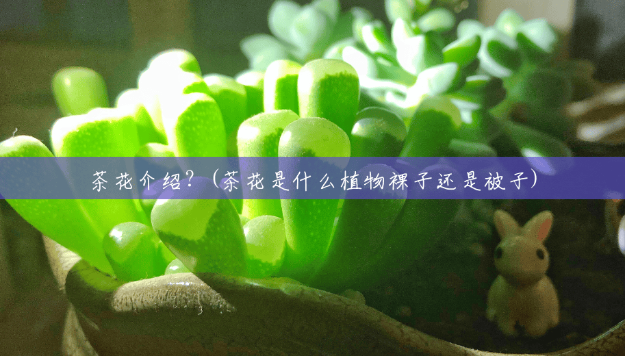茶花介绍?(茶花是什么植物裸子还是被子) 茶花介绍?(茶花是什么植物裸子还是被子)