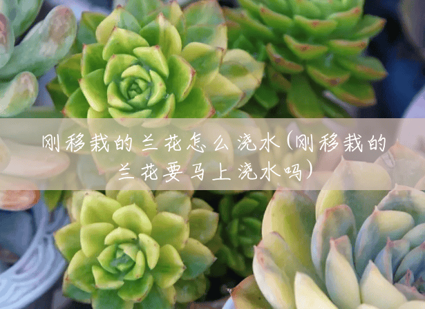 刚移栽的兰花怎么浇水(刚移栽的兰花要马上浇水吗) 刚移栽的兰花怎么浇水(刚移栽的兰花要马上浇水吗)