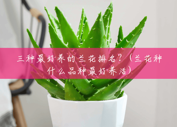 三种最好养的兰花排名?(兰花种什么品种最好养活) 三种最好养的兰花排名?(兰花种什么品种最好养活)