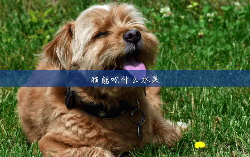 猫能吃什么水果 猫能吃什么水果