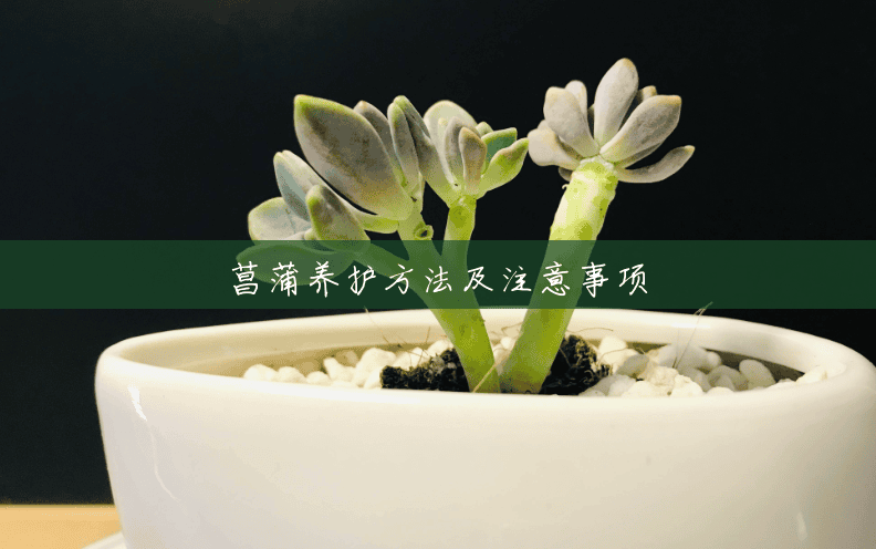 菖蒲养护方法及注意事项 菖蒲养护方法及注意事项