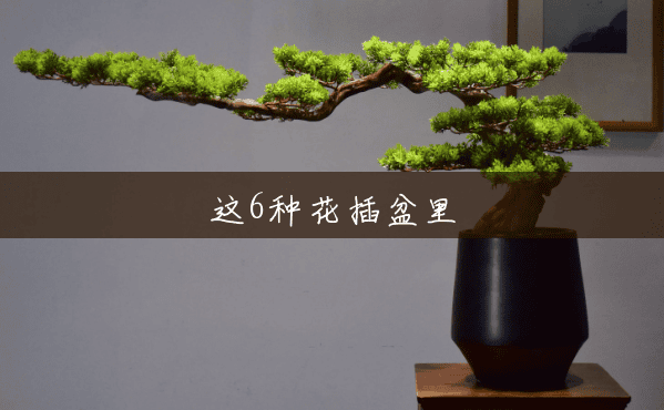 这6种花插盆里 这6种花插盆里