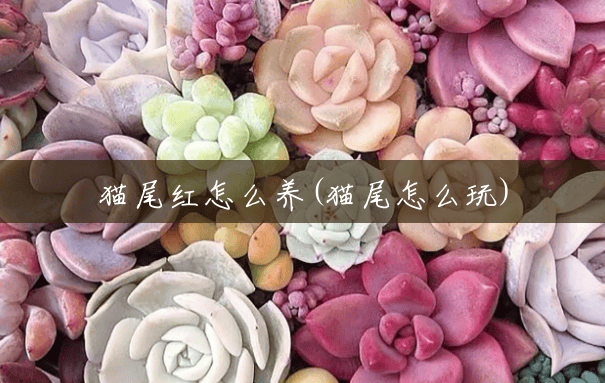 猫尾红怎么养(猫尾怎么玩)