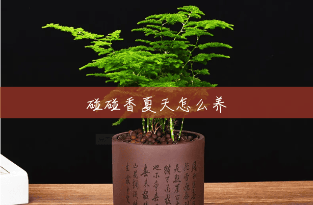 碰碰香夏天怎么养 碰碰香夏天怎么养