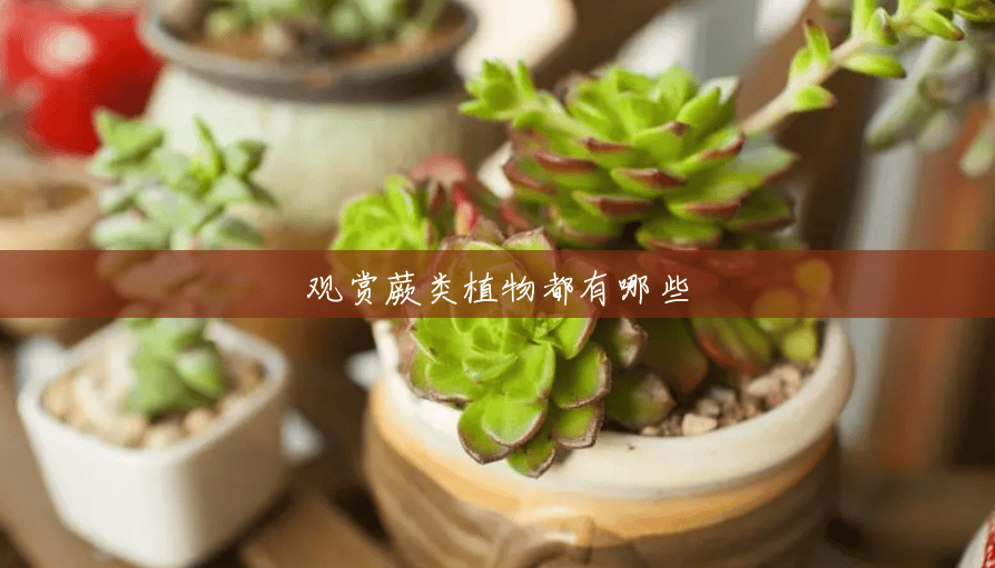 观赏蕨类植物都有哪些
