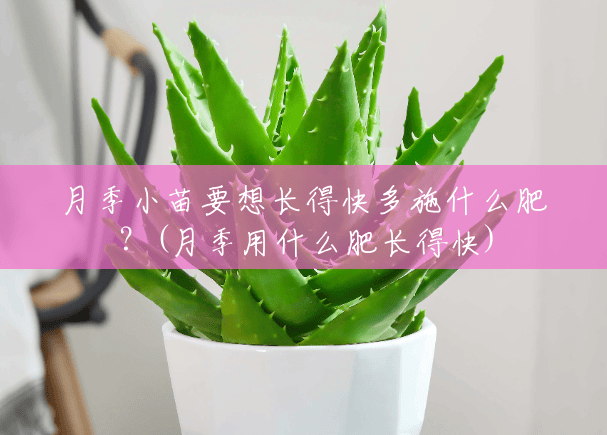 月季小苗要想长得快多施什么肥？(月季用什么肥长得快)