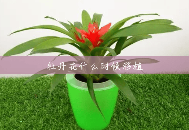 牡丹花什么时候移植 牡丹花什么时候移植