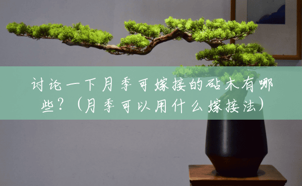 讨论一下月季可嫁接的砧木有哪些?(月季可以用什么嫁接法) 讨论一下月季可嫁接的砧木有哪些?(月季可以用什么嫁接法)