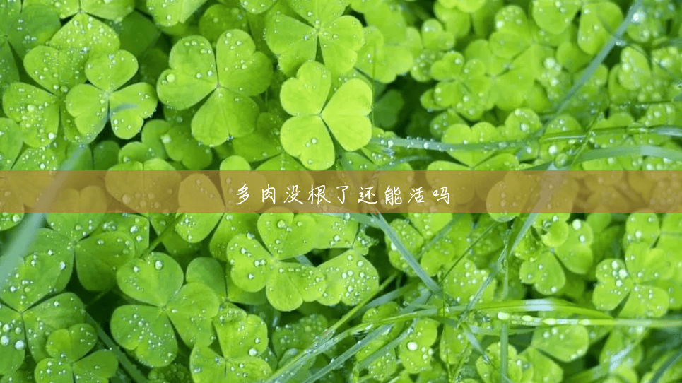 多肉没根了还能活吗 多肉没根了还能活吗
