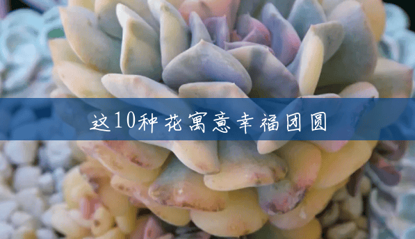 这10种花寓意幸福团圆